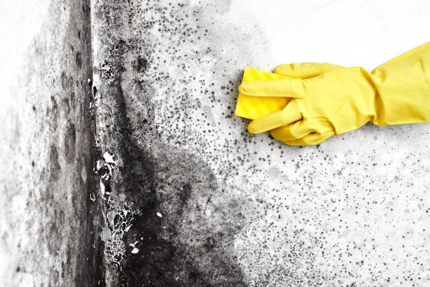 Best Emergency Mold Remediation  in Franklin Park, NJ