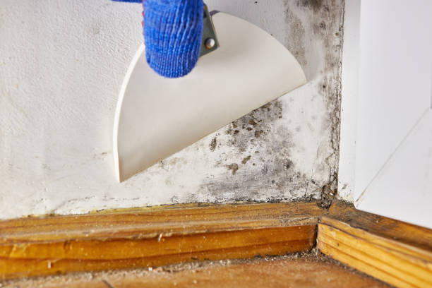 Best Mold Remediation for Rental Properties  in Franklin Park, NJ